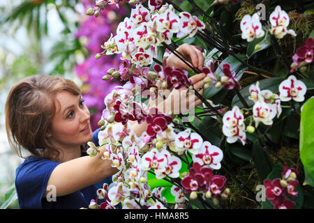 London, UK. 2. Februar 2017. Botanische Gärtnerin Hannah Button funktioniert auf einem Display der Phalaenopsis-Orchideen. Presse-Preview der Kew Gardens 2017 Orchideen Festival, das für die Öffentlichkeit am Samstag, 4. Februar in der Princess of Wales Conservatory öffnet. Das 22. jährliche Kew Orchid Festival ist eine bunte Feier von Indiens lebendige Pflanzen und Kultur. Es dauerte Kew-Mitarbeiter und freiwillige 1.600 Stunden zu schaffen. 3.600 Orchideen sind bis zum 5. März 2017 zu sehen. Bildnachweis: Lebendige Bilder/Alamy Live-Nachrichten Stockfoto