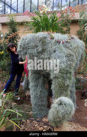 London, UK. 2. Februar 2017. Festival Freiwilligen Galina Boyse arbeiten auf einem Elefanten-Display. Presse-Preview der Kew Gardens 2017 Orchideen Festival, das für die Öffentlichkeit am Samstag, 4. Februar in der Princess of Wales Conservatory öffnet. Das 22. jährliche Kew Orchid Festival ist eine bunte Feier von Indiens lebendige Pflanzen und Kultur. Es dauerte Kew-Mitarbeiter und freiwillige 1.600 Stunden zu schaffen. 3.600 Orchideen sind bis zum 5. März 2017 zu sehen. Bildnachweis: Lebendige Bilder/Alamy Live-Nachrichten Stockfoto