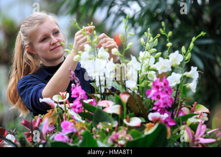 London, UK. 2. Februar 2017. Kew Diplom Student Ailsa Kemp arbeiten auf eine Orchidee Display. Presse-Preview der Kew Gardens 2017 Orchideen Festival, das für die Öffentlichkeit am Samstag, 4. Februar in der Princess of Wales Conservatory öffnet. Das 22. jährliche Kew Orchid Festival ist eine bunte Feier von Indiens lebendige Pflanzen und Kultur. Es dauerte Kew-Mitarbeiter und freiwillige 1.600 Stunden zu schaffen. 3.600 Orchideen sind bis zum 5. März 2017 zu sehen. Bildnachweis: Lebendige Bilder/Alamy Live-Nachrichten Stockfoto
