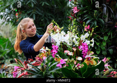 London, UK. 2. Februar 2017. Kew Diplom Student Ailsa Kemp arbeiten auf eine Orchidee Display. Presse-Preview der Kew Gardens 2017 Orchideen Festival, das für die Öffentlichkeit am Samstag, 4. Februar in der Princess of Wales Conservatory öffnet. Das 22. jährliche Kew Orchid Festival ist eine bunte Feier von Indiens lebendige Pflanzen und Kultur. Es dauerte Kew-Mitarbeiter und freiwillige 1.600 Stunden zu schaffen. 3.600 Orchideen sind bis zum 5. März 2017 zu sehen. Bildnachweis: Lebendige Bilder/Alamy Live-Nachrichten Stockfoto