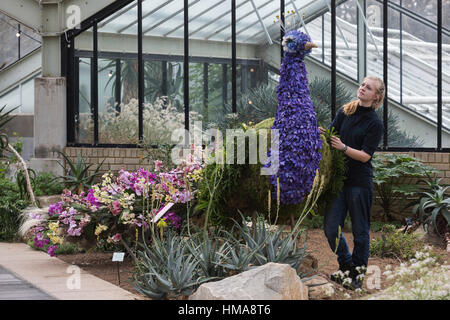 London, UK. 2. Februar 2017. Kew Diplom Student Ailsa Kemp arbeiten auf eine Orchidee Display. Presse-Preview der Kew Gardens 2017 Orchideen Festival, das für die Öffentlichkeit am Samstag, 4. Februar in der Princess of Wales Conservatory öffnet. Das 22. jährliche Kew Orchid Festival ist eine bunte Feier von Indiens lebendige Pflanzen und Kultur. Es dauerte Kew-Mitarbeiter und freiwillige 1.600 Stunden zu schaffen. 3.600 Orchideen sind bis zum 5. März 2017 zu sehen. Bildnachweis: Lebendige Bilder/Alamy Live-Nachrichten Stockfoto