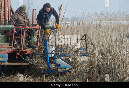 Kamp, Deutschland. 2. Februar 2017. Mitarbeiter der Ernte ein Feld mit einer "Saiga" Rohrkolben Maschine Rohrdach-Decker Detlef Schramm-Firma in der Nähe von Kamp, Deutschland, 2. Februar 2017. Nach dem Greifswald Mire Zentrum ist Rohrkolben ein Rohstoff, der aufgrund seiner isolierenden und unterstützenden Eigenschaften gefragt für die Entwicklung von ökologischen Baumaterialien ist. In den ländlichen Regionen von Mecklenburg-Vorpommern könnte neue Einkommen und Arbeitsplätze geschaffen. Foto: Stefan Sauer/Dpa-Zentralbild/Dpa/Alamy Live News Stockfoto