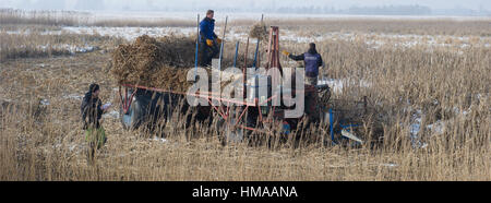 Kamp, Deutschland. 2. Februar 2017. Mitarbeiter der Ernte ein Feld mit einer "Saiga" Rohrkolben Maschine Rohrdach-Decker Detlef Schramm-Firma in der Nähe von Kamp, Deutschland, 2. Februar 2017. Nach dem Greifswald Mire Zentrum ist Rohrkolben ein Rohstoff, der aufgrund seiner isolierenden und unterstützenden Eigenschaften gefragt für die Entwicklung von ökologischen Baumaterialien ist. In den ländlichen Regionen von Mecklenburg-Vorpommern könnte neue Einkommen und Arbeitsplätze geschaffen. Foto: Stefan Sauer/Dpa-Zentralbild/Dpa/Alamy Live News Stockfoto