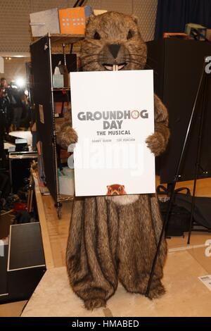 New York, USA. 2. Februar 2017. Das Murmeltier in Anwesenheit für GROUNDHOG DAY: THE MUSICAL am Broadway Sneak Peek, The New 42nd Street, Inc. Studios, New York, USA. 2. Februar 2017. Bildnachweis: Jason Smith/Everett Collection/Alamy Live-Nachrichten Stockfoto