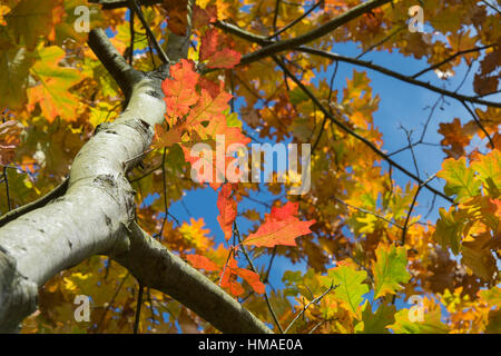 Quercus Rubra. Roteiche Baldachin im Herbst Stockfoto