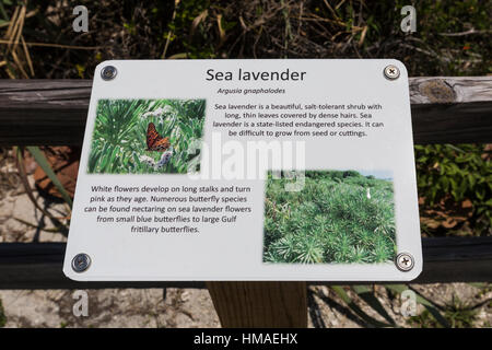 Interpretierende Zeichen für Strandflieder, Argusia Gnaphalodes, eine vom Aussterben bedrohte Arten im Bahia Honda State Park, Florida Keys, USA Stockfoto
