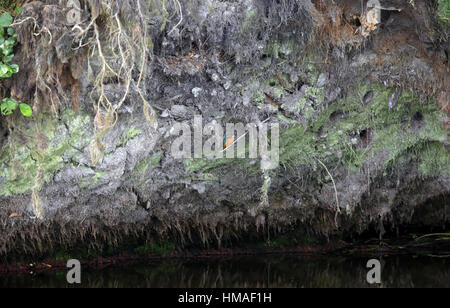 Eisvögel vor seinem Nest in entwurzeltem Baum Stockfoto