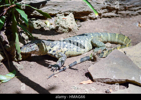 Leguan grün und gelb schlafen im Schatten in einem Park von Mombasa in Kenia Stockfoto