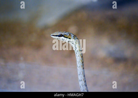 Braune und graue Schlangenkopf in einem Park in Mombasa, Kenia Stockfoto