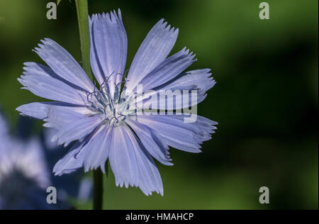 Leichte blaue Zichorien-Blume Stockfoto