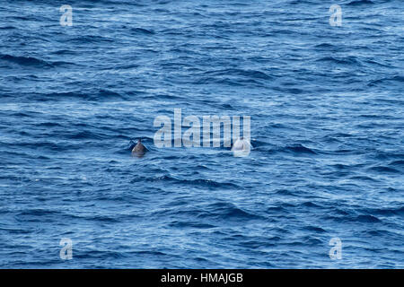 Erwachsene weibliche und Jugendliche Gervais Schnabelwale, Mesoplodon Europaeus, Belag, aus Marokko, Atlantik Stockfoto