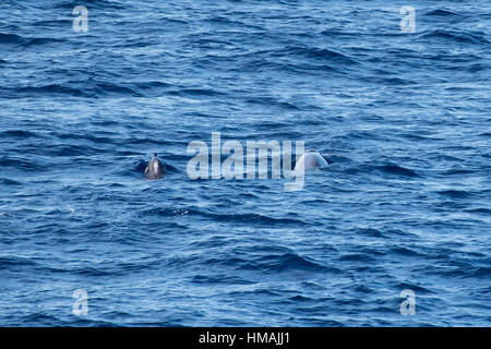 Erwachsene weibliche und Jugendliche Gervais Schnabelwale, Mesoplodon Europaeus, Belag, aus Marokko, Atlantik Stockfoto