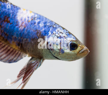 Betta Splendens (siamesische Kampffische). Riesige männliche Half Moon Plakat. Stockfoto