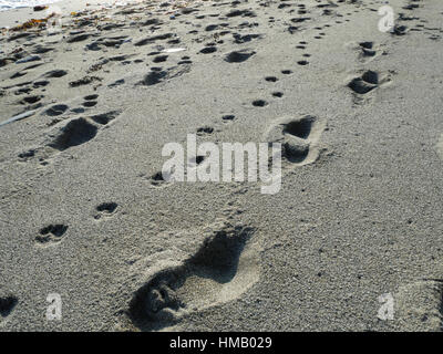 Spuren der Hundebesitzer und ihre Hunde am Strand von Vault, Gorran Haven, Cornwall. Stockfoto