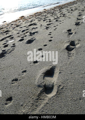 Spuren der Hundebesitzer und ihre Hunde am Strand von Vault, Gorran Haven, Cornwall. Stockfoto