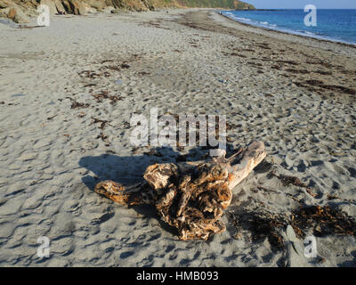 Treibholz, Tresor Strand, Gorran Haven, Cornwall. Stockfoto