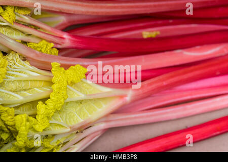 Gezwungen, Yorkshire Rhabarber auf Verkauf in einem Munday&Jones Lebensmittelgeschäft, Monmouthshire Lebensmittelgeschäft einkaufen. Stockfoto