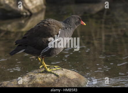 Teichhuhn, Gallinula Chloropus, im winter Stockfoto