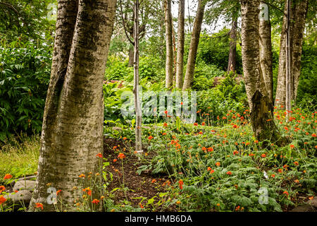 Botanischer Garten Akureyri Island Stockfoto