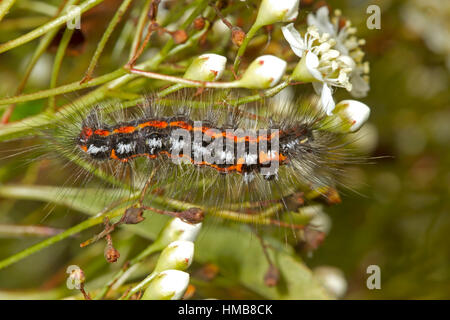 Gelb-Tail Moth - Euproctis Similis - Raupe Fütterung auf Pyracantha oder Feuerdorn Stockfoto