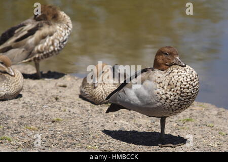 Australische Holzente, die auf einem Bein am Wasserrand steht. Stockfoto