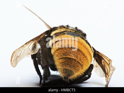 Nahaufnahme von hinten Bamble Bee isoliert auf weiss Stockfoto