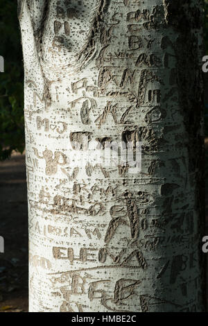Namen von Personen, die an einem Baum geschnitzt Stockfoto