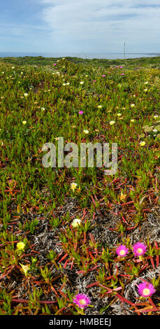 Im Sommer blühende Küste mit Khoi Blumen (bekannt als Pigface, Ice-Werk). Stockfoto