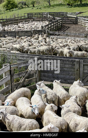 Kleinen Stadt Te Kuiti (Region Waikato - Neuseeland): Schafschur. Stockfoto