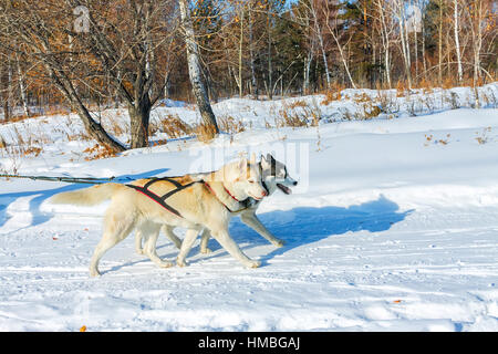 Husky Touren in Dampf auf der Straße laufen. Stockfoto