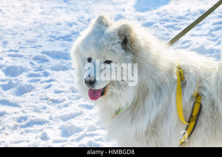 Weiße flauschige Samoyed Hund Sprache. Close-up portrait Stockfoto