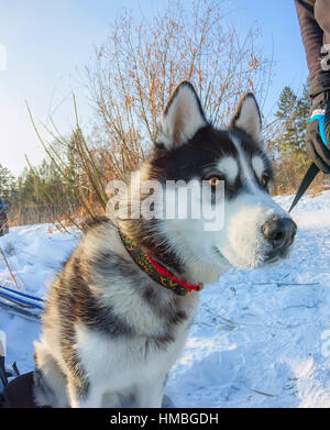 Husky Welpen an der Leine sitzen und wegsehen Stockfoto