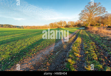 Hof-Feld-Bäume und Baum Schatten beleuchtet durch die sinkenden Wintersonne in den Chilterns Hügeln bei Shiplake Oxfordshire England UK Stockfoto