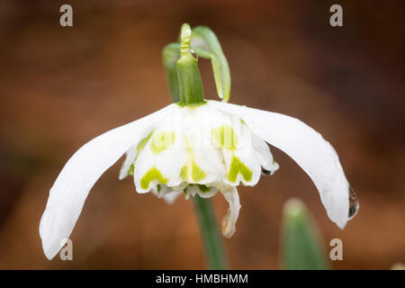 Einzelne Blume des doppelten Schneeglöckchen, Galanthus nivalis 'Frau Beatrix Stanley' Stockfoto