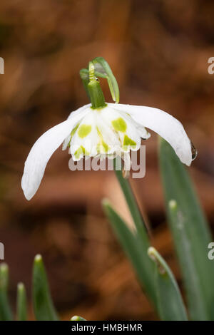 Einzelne Blume des doppelten Schneeglöckchen, Galanthus nivalis 'Frau Beatrix Stanley' Stockfoto