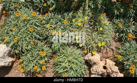 bunte Blumen auf Teneriffa Stockfoto