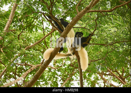Östlichen schwarz-weiß-Colobus-Affen, den Hof auf einem Baum Stockfoto