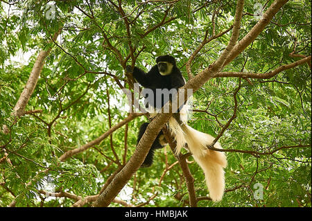 Östlichen schwarz-weiß-Colobus-Affen, den Hof auf einem Baum Stockfoto