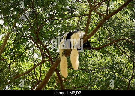 Östlichen schwarz-weiß-Colobus-Affen, den Hof auf einem Baum Stockfoto