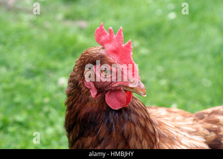 Ex-Legebatterien Stockfoto