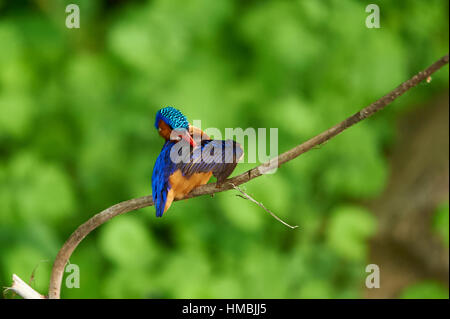 Bunte Malachit-Eisvogel, hocken auf einem Ast (Lake Duluti, Tansania) Stockfoto