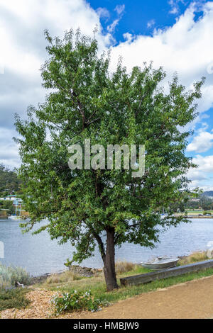 Hobart, Australien - 26. Dezember 2016: Mandelbaum am Ufer des Derwent Mündung von Hobart Stockfoto