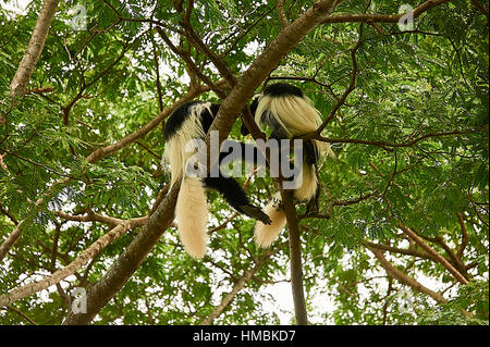 Östlichen schwarz-weiß-Colobus-Affen, den Hof auf einem Baum Stockfoto