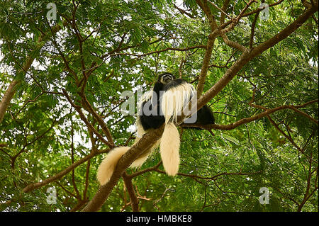 Östlichen schwarz-weiß-Colobus-Affen, den Hof auf einem Baum Stockfoto