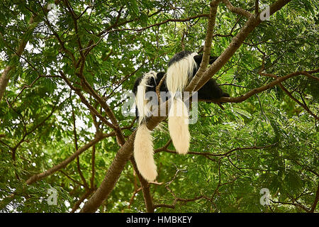 Östlichen schwarz-weiß-Colobus-Affen, den Hof auf einem Baum Stockfoto