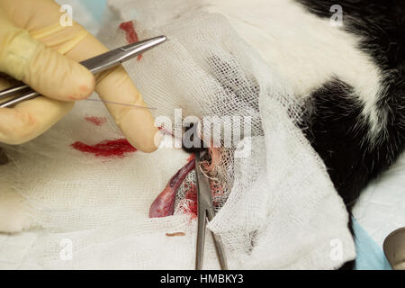 Katze Kastration. Die Eizellen, Bandage, Klemme, Thread, Handschuhe, Finger, Blutgefäße, Samenleiter, die Nadel, das Blut Stockfoto