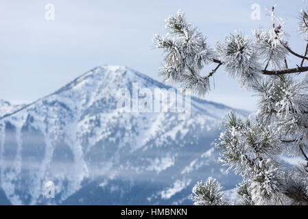 Ponderosa Pine in Raureif, Wallowa Valley, Oregon abgedeckt. Stockfoto