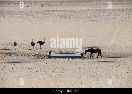 Namib Desert Horse bei Garub Wasserloch Stockfoto