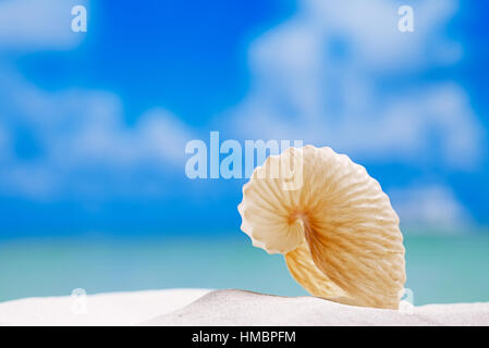 Papier-Meeresschnecke auf weißen Strandsand und blauer Hintergrund Seestück Stockfoto