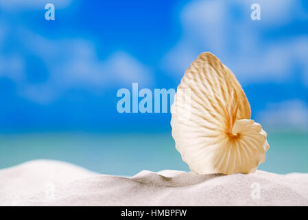 Papier-Meeresschnecke auf weißen Strandsand und blauer Hintergrund Seestück Stockfoto